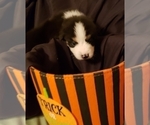 Small Photo #8 Australian Shepherd Puppy For Sale in HERNANDO, MS, USA