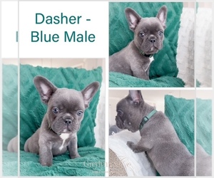 French Bulldog Puppy for sale in NEWARK, TX, USA