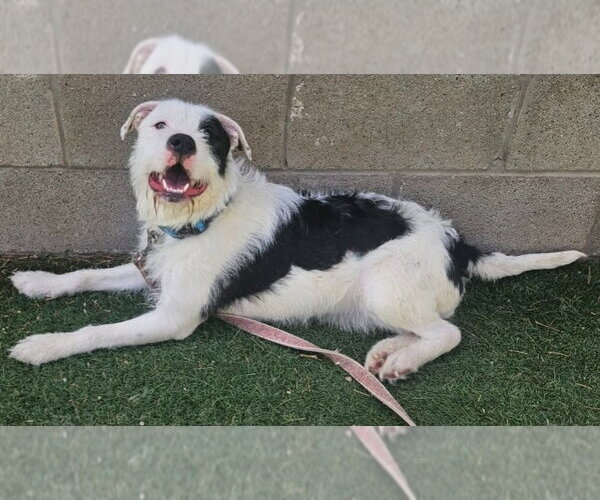Medium Photo #4 Border Terrier-Unknown Mix Puppy For Sale in Lakewood, CO, USA