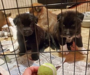 German Shepherd Dog-Siberian Husky Mix Puppy for sale in SPOKANE, WA, USA