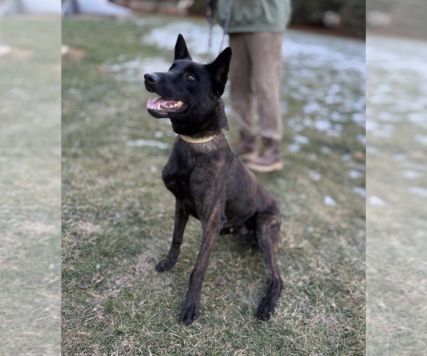 Medium Photo #1 Dutch Shepherd Dog Puppy For Sale in WATERTOWN, CT, USA