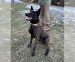 Small Photo #1 Dutch Shepherd Dog Puppy For Sale in WATERTOWN, CT, USA