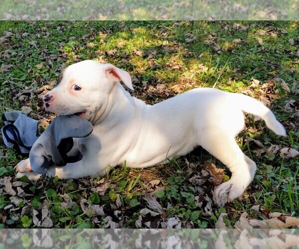 Medium Photo #21 American Bulldog Puppy For Sale in MILLS RIVER, NC, USA