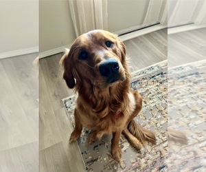 Golden Retriever Dogs for adoption in LUBBOCK, TX, USA