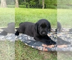Small #1 Labrador Retriever