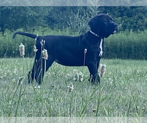 Mastiff Puppy for sale in HOWELL, MI, USA