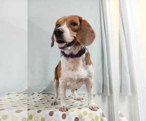 Beagle Dogs for adoption in Murfreesboro, NC, USA