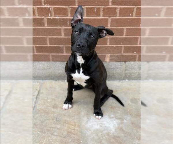 Medium Photo #1 American Bulldog-Unknown Mix Puppy For Sale in Toronto, Ontario, Canada