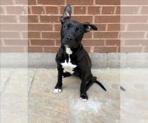 American Bulldog-Unknown Mix Dogs for adoption in Toronto, Ontario, Canada