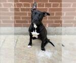 Small American Bulldog Mix