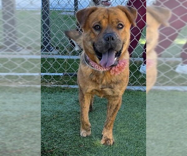 Medium Photo #2 Chow Chow-Unknown Mix Puppy For Sale in Downey, CA, USA