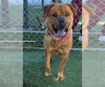 Small #1 Chow Chow Mix