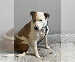 Small #7 American Staffordshire Terrier Mix