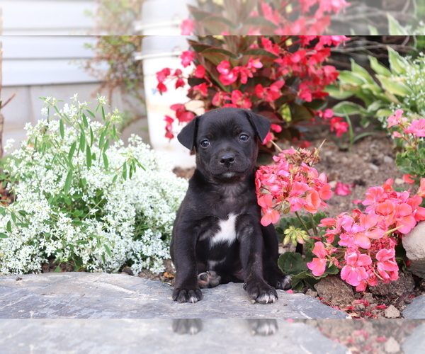 Medium Photo #2 Boston Terrier-Unknown Mix Puppy For Sale in SHILOH, OH, USA
