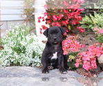 Small Photo #2 Boston Terrier-Unknown Mix Puppy For Sale in SHILOH, OH, USA