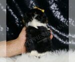 Small Photo #14 Cavalier King Charles Spaniel Puppy For Sale in WARSAW, IN, USA