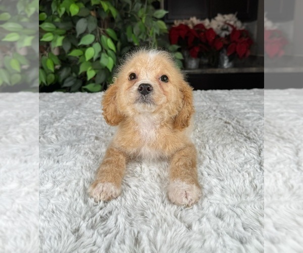 Medium Photo #2 Cavapoo Puppy For Sale in GREENWOOD, IN, USA