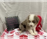 Small Photo #3 Australian Shepherd Puppy For Sale in DOBSON, NC, USA