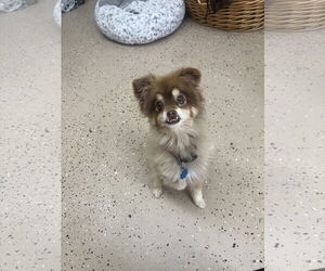 Australian Shepherd-Chihuahua Mix Dogs for adoption in York, SC, USA