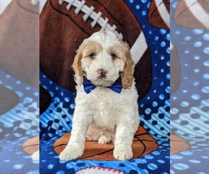 Cocker Spaniel-Poodle (Miniature) Mix Puppy for sale in NEW HOLLAND, PA, USA