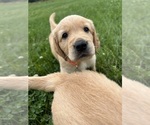 Puppy Puppy Golden Retriever