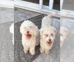 Small Maltipoo