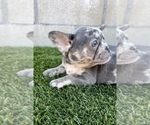 Small #6 French Bulldog