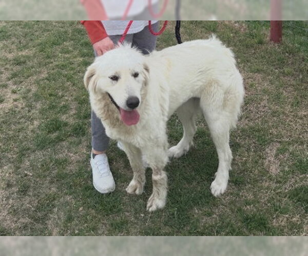 Medium Photo #3 Great Pyrenees-Unknown Mix Puppy For Sale in Grafton, WI, USA