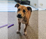 Small Labrador Retriever Mix