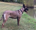 Small Photo #7 Belgian Malinois Puppy For Sale in LABADIE, MO, USA