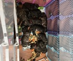 Small #8 America Bandogge Mastiff-Cane Corso Mix