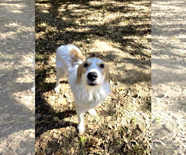 Medium Photo #3 Great Pyrenees Puppy For Sale in Spring, TX, USA