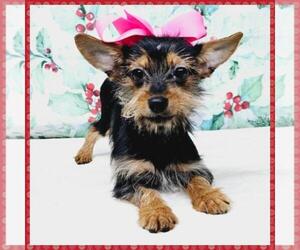 Chihuahua-YorkiePoo Mix Puppy for sale in TAYLOR, TX, USA