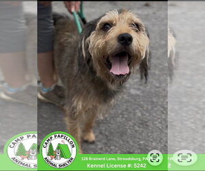 Mutt Dogs for adoption in Stroudsburg, PA, USA