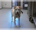 Small American Pit Bull Terrier-Parson Russell Terrier Mix