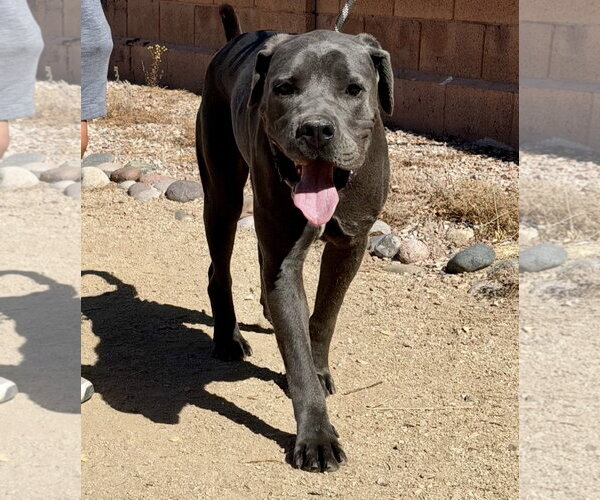 Medium Photo #1 Mutt Puppy For Sale in Goodyear, AZ, USA