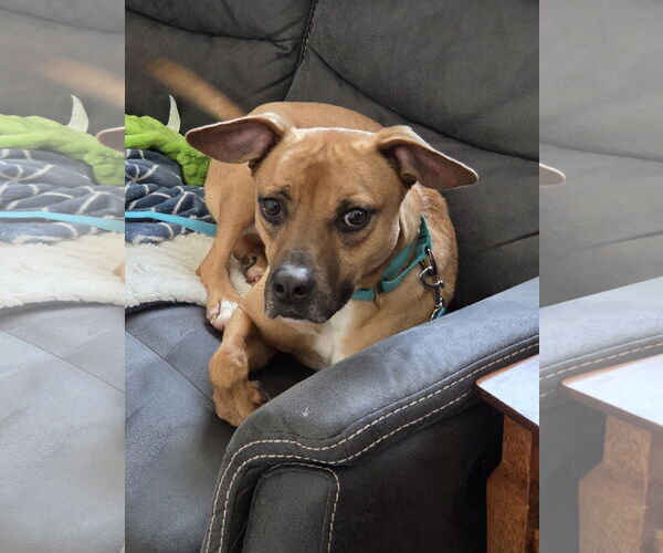 Medium Photo #4 Boxer-Unknown Mix Puppy For Sale in Woodbury, NY, USA