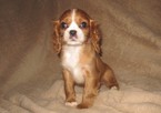 Puppy 0 Cavalier King Charles Spaniel