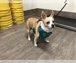Small Chihuahua