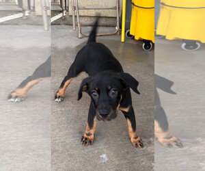 Labrador Retriever-Unknown Mix Dogs for adoption in The Woodlands, TX, USA