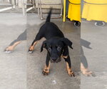 Small Labrador Retriever Mix