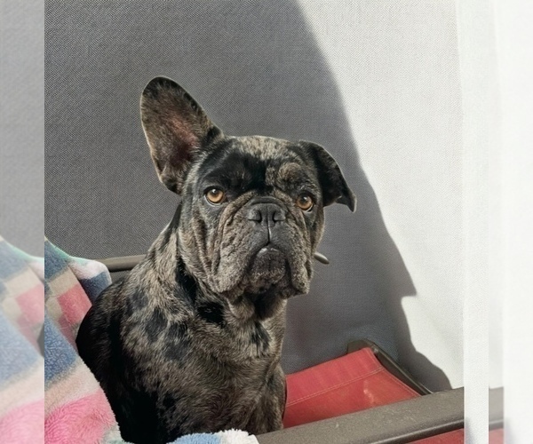 Medium Photo #1 French Bulldog Puppy For Sale in ROANOKE, IL, USA