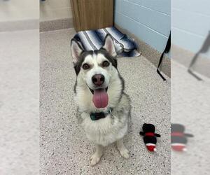 Siberian Husky Dogs for adoption in Brighton, CO, USA