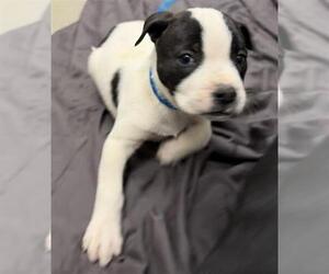 Mutt Dog for Adoption in Las Vegas, Nevada USA