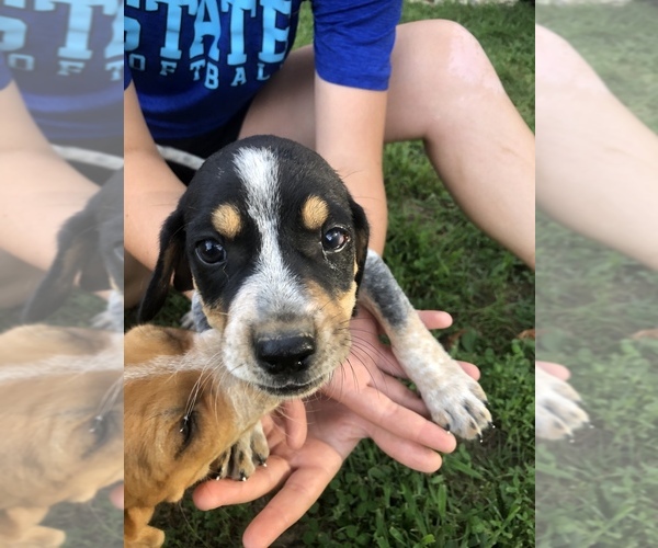 Medium Photo #15 English Coonhound Puppy For Sale in MARSHALL, IL, USA