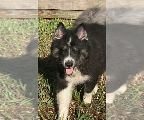 Medium Photo #1 Pomsky Puppy For Sale in JACKSONVILLE, FL, USA