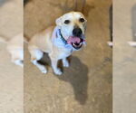 Small #3 Labrador Retriever Mix