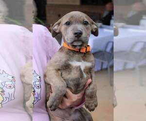 American Pit Bull Terrier-American Staffordshire Terrier Mix Dogs for adoption in Holly Springs, NC, USA