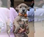 Small American Pit Bull Terrier-American Staffordshire Terrier Mix