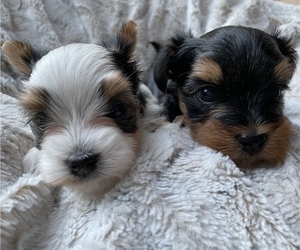 Morkie Puppy for sale in COLUMBIA, SC, USA